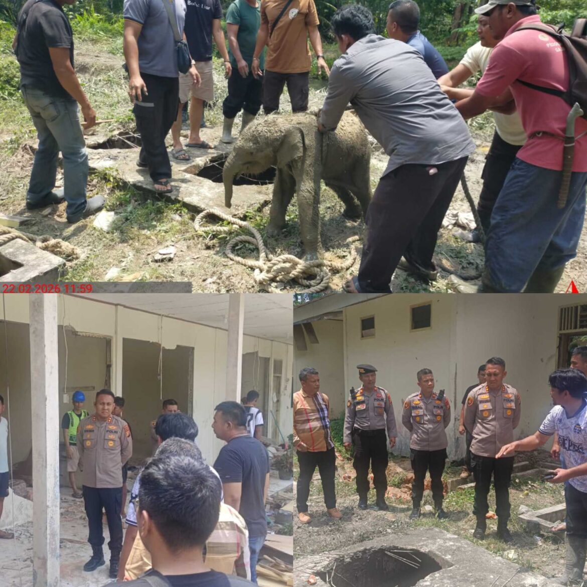 Kapolres Siak di dampingi Kapolsek Minas terjun lansung ke lokasi kawanan gajah mengamuk di Area distrik Tapung kampung bertuah kecamatan minas kabupaten Siak